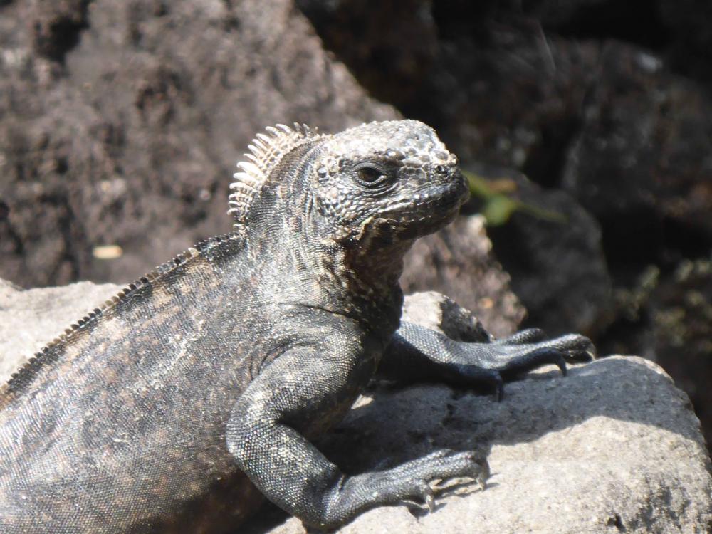 Galapagos Iguana: Galapagos Iguana, one has to be careful not to step on them